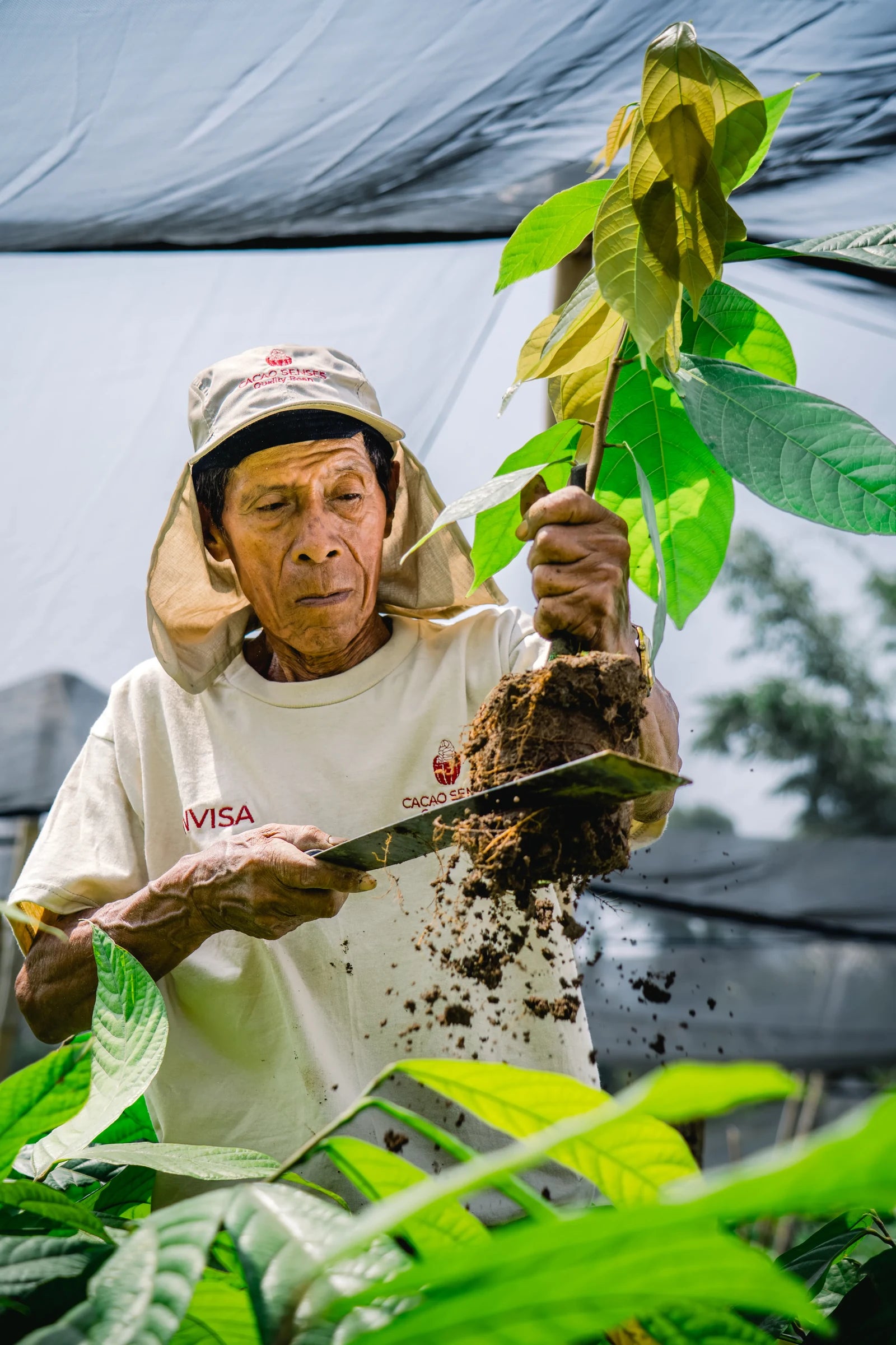 A cacao seedling nurtured by hand