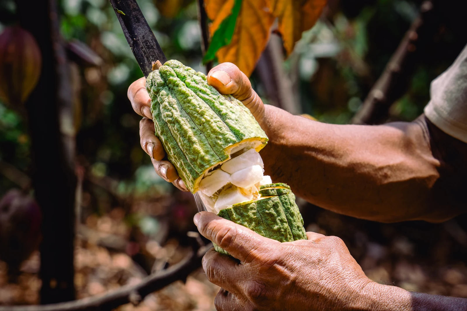Opening a fresh cacao fruit by hand