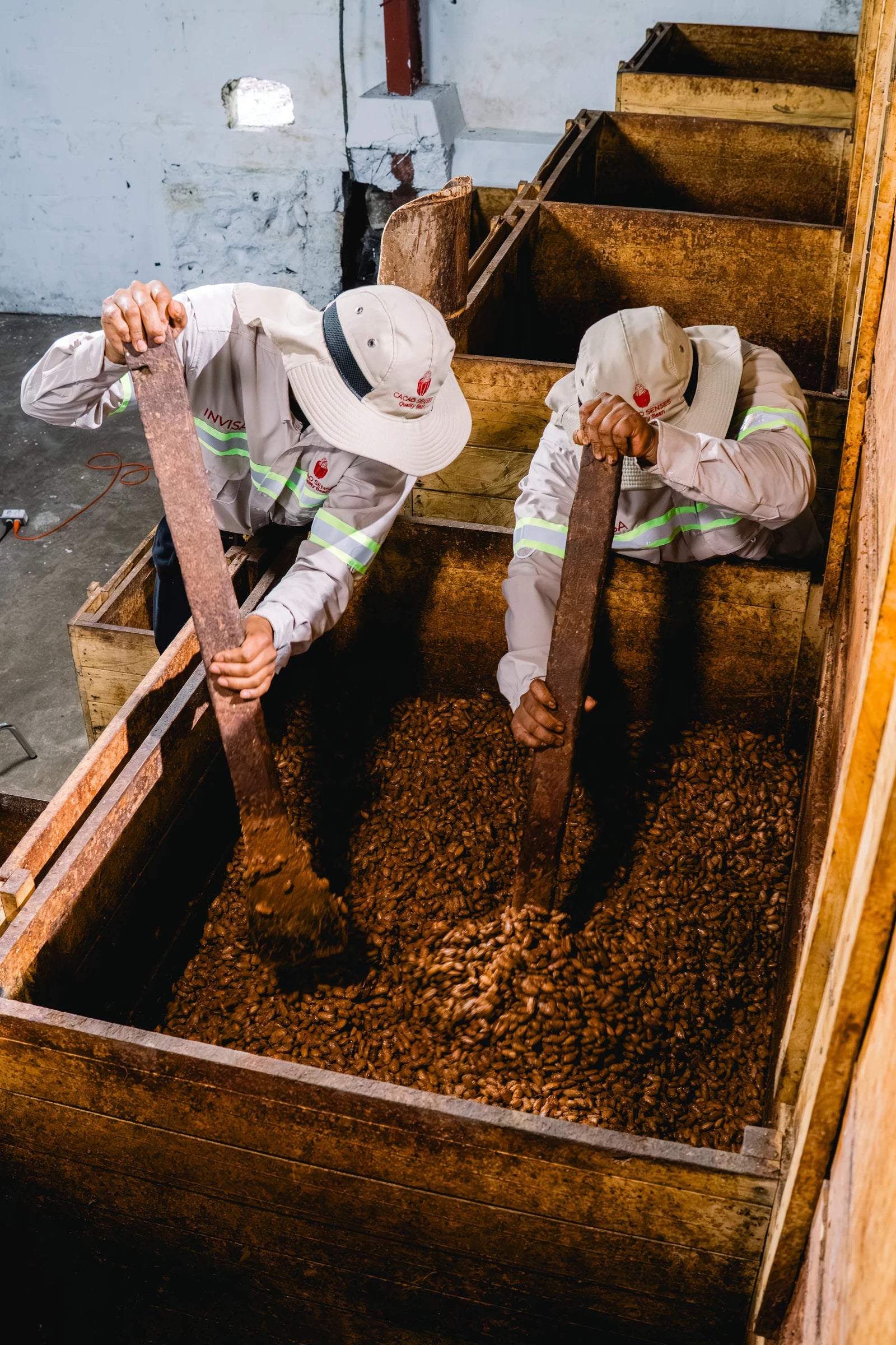 Cacao fermenting in traditional wooden boxes