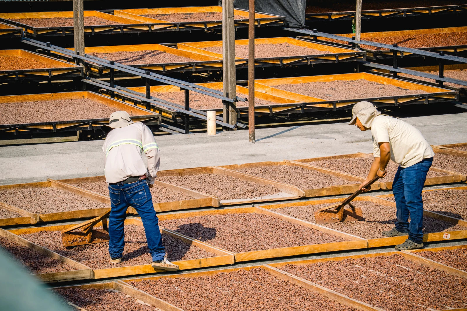 Cacao beans sun-drying on raised beds