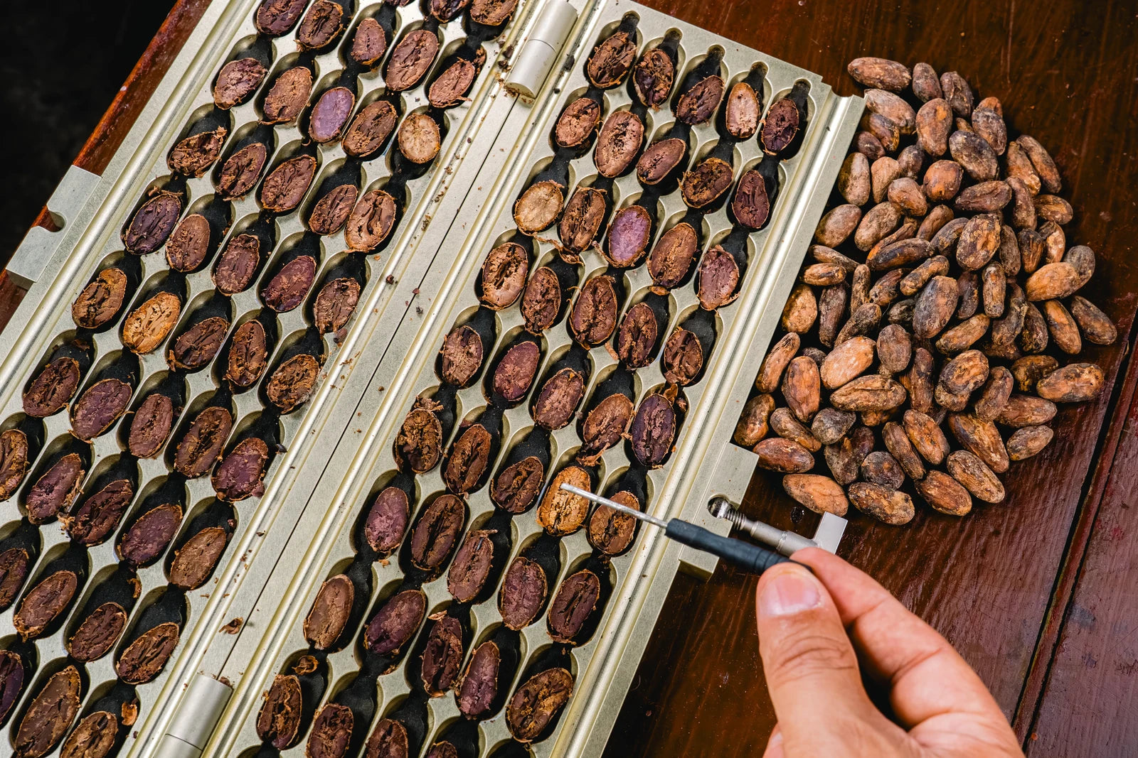 Evaluating dried cacao beans by cross-section