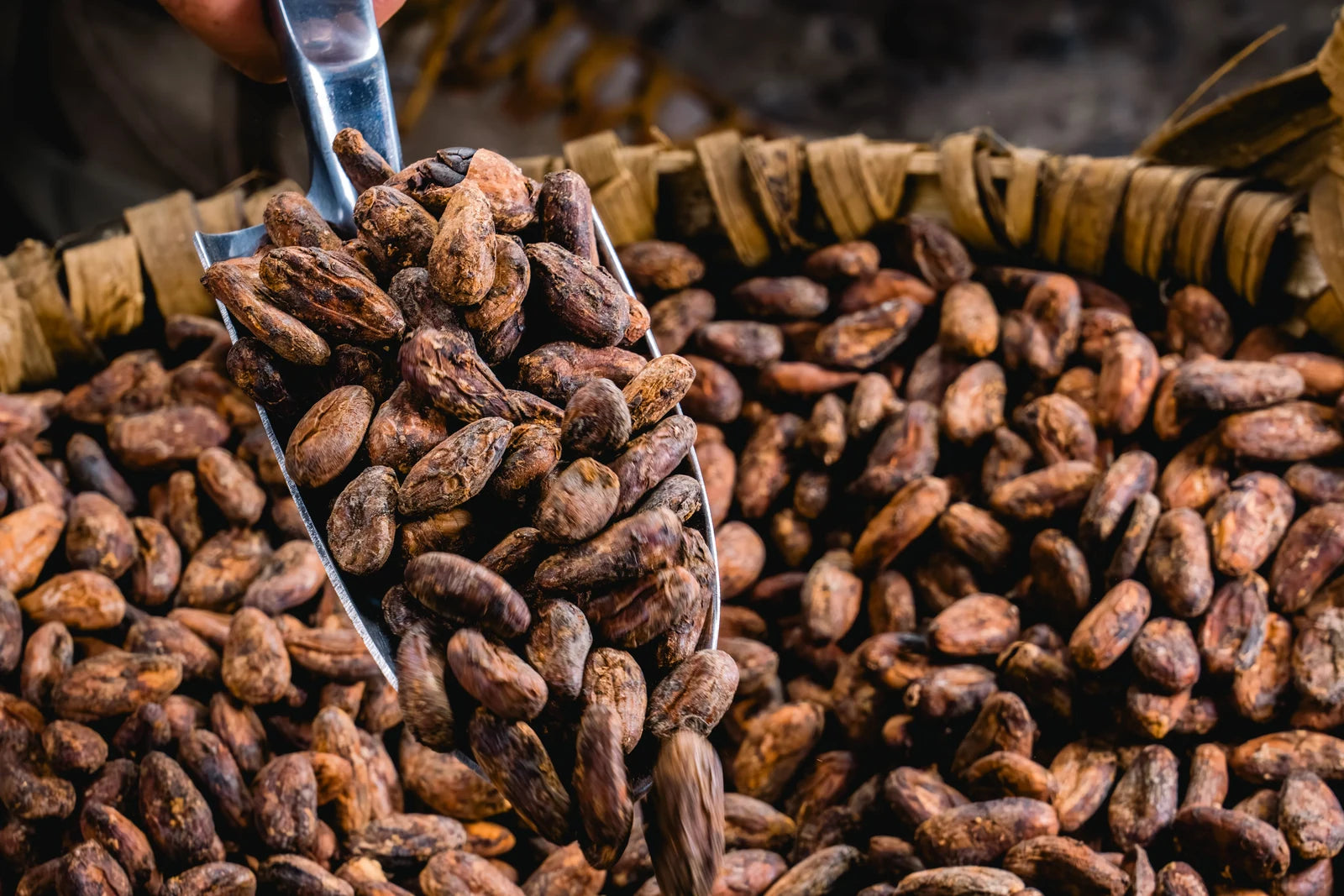 Dried cacao beans ready for transformation