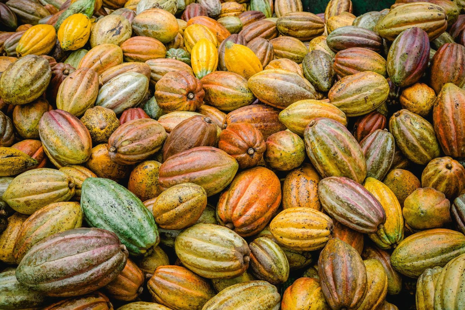 Why Single-Origin Cacao Tastes Different (And Better)