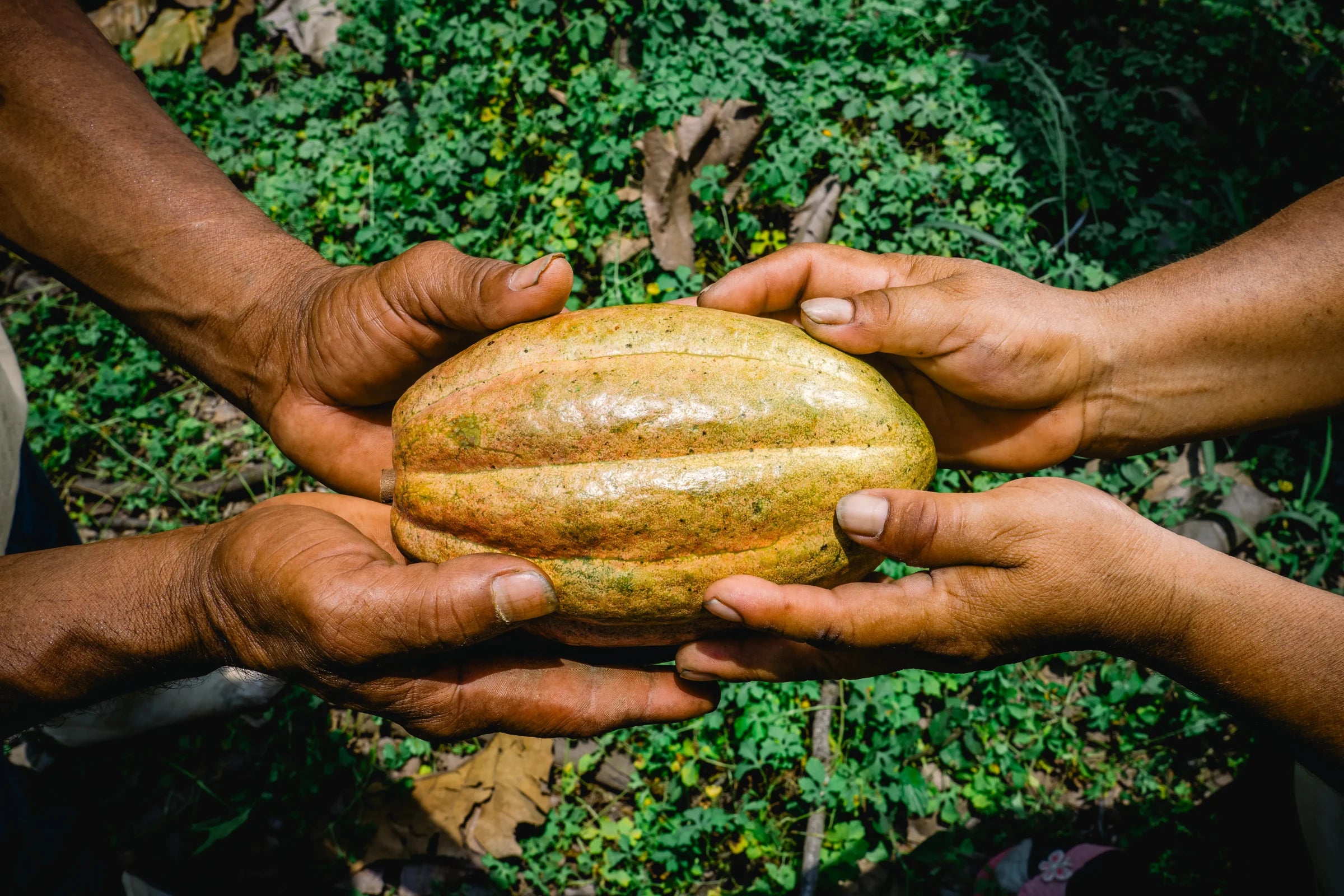 From Bean to Bliss: The 127-Year Journey of Cacao Sense
