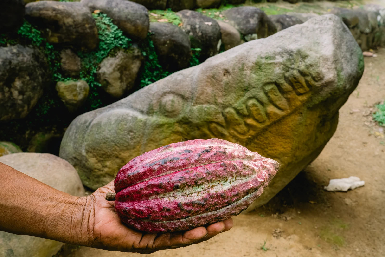 Cacao vs. Cocoa: What's the Real Difference?