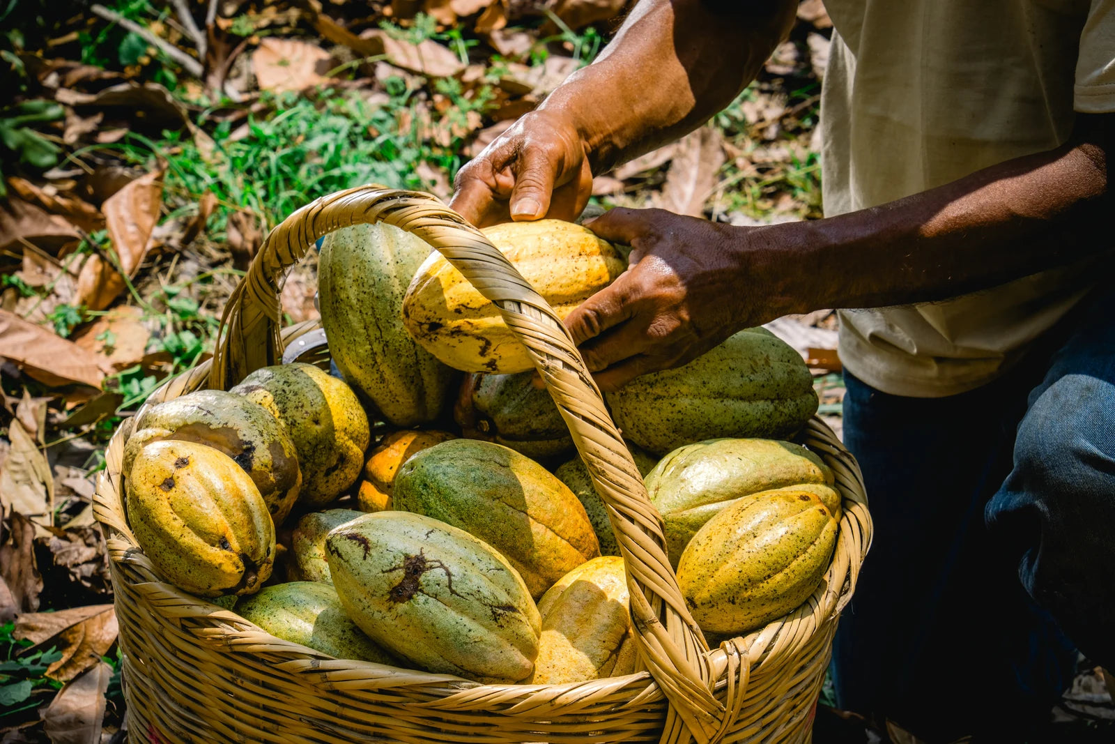 Cacao Senses mission