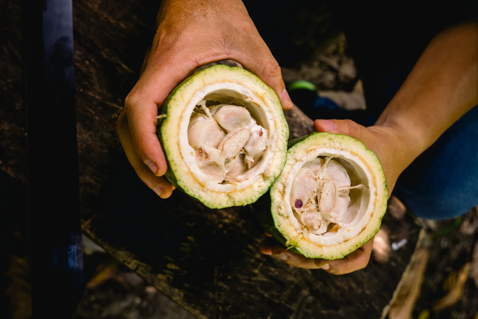 An open white cacao pod revealing its pale seeds
